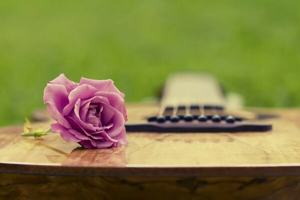 A pequena rosa está na guitarra