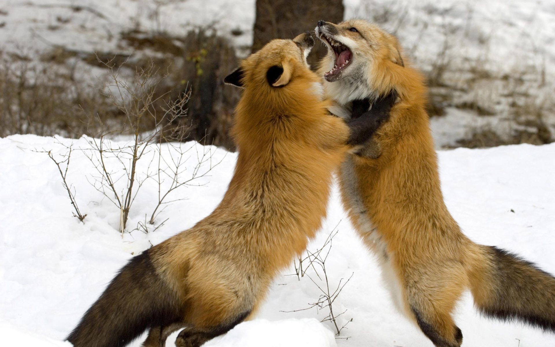 fox mammal wildlife winter snow animal nature fur cute wild