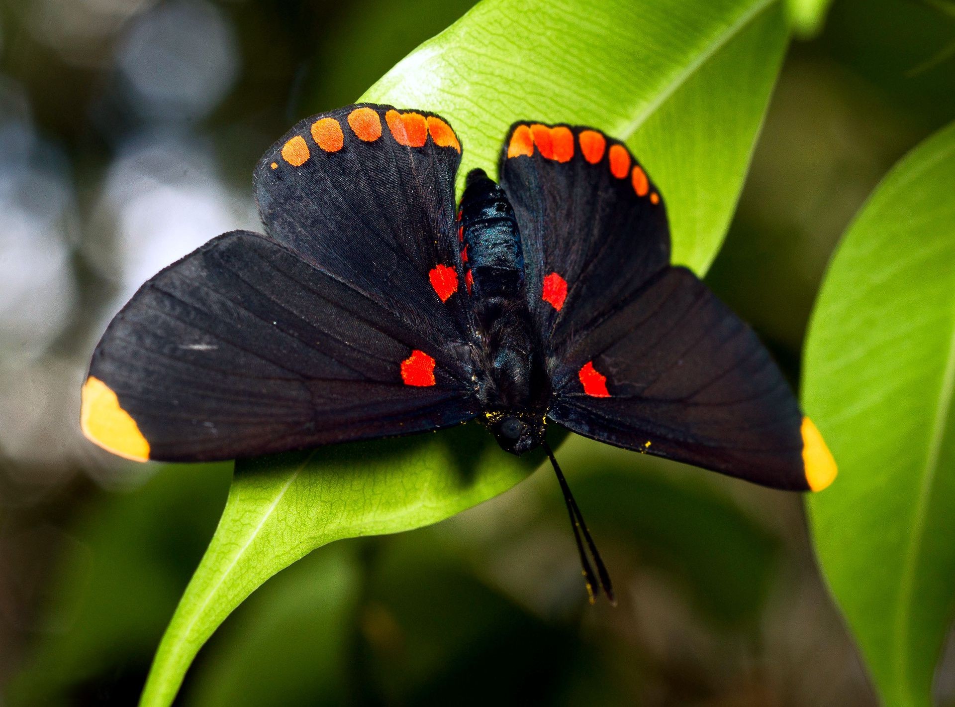 Бабочка черно оранжевая. Черный Кардинал бабочка. Черный Кардинал бабочка Филиппины. Красивые бабочки.