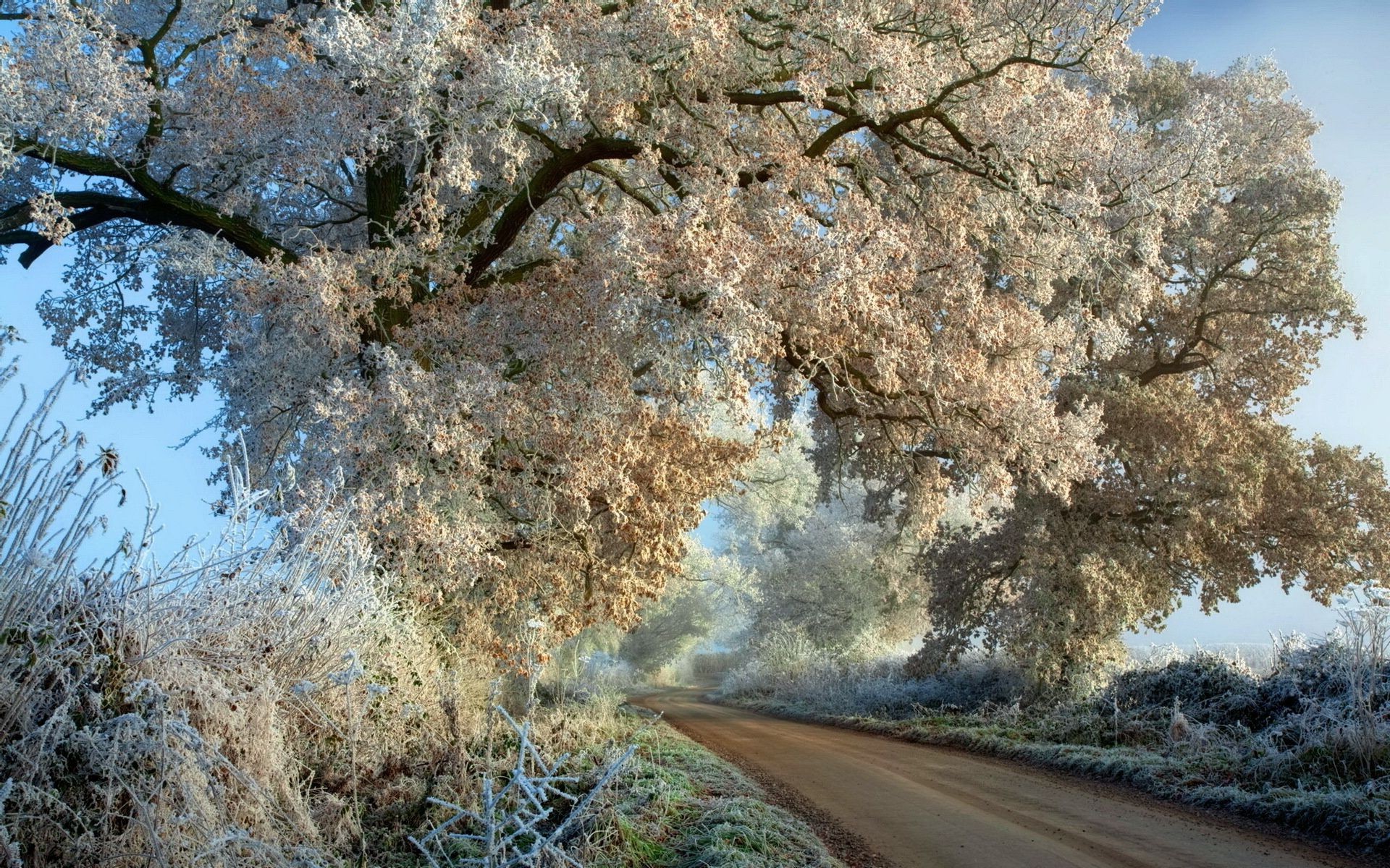 winter tree nature landscape season outdoors wood branch fall leaf sky park flora