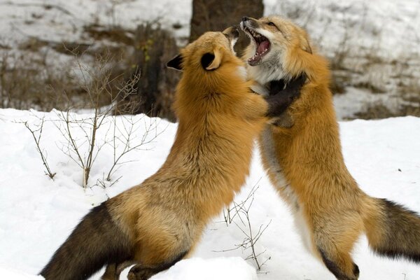 Two foxes in the wild in winter