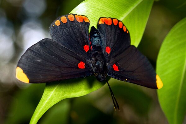 Gran mariposa negra en una hoja