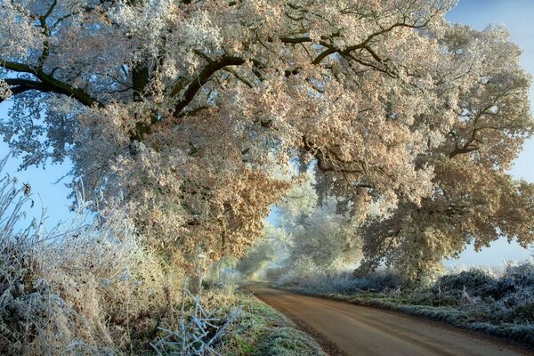 Teuer unter einem Winterbaum ins Nirgendwo