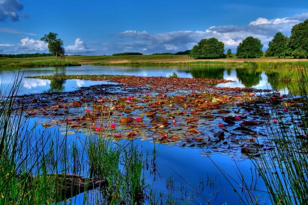 Paisaje del lago con nenúfares y hierba