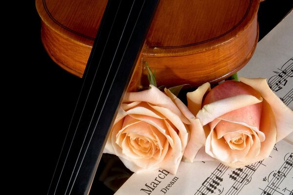 Harmony of classical music and beautiful roses