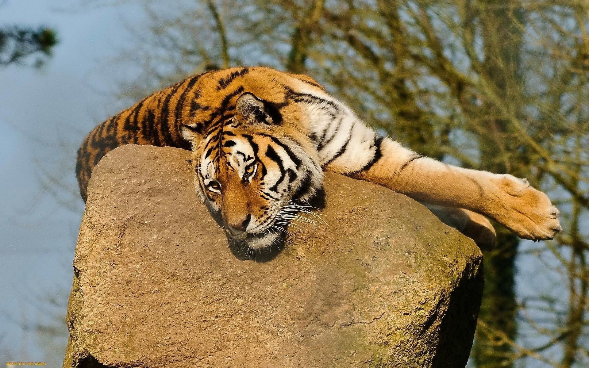 tiger katze tiger tierwelt säugetier natur raubtier jäger wild gefahr fleischesser groß tier zoo jagd pelz dschungel