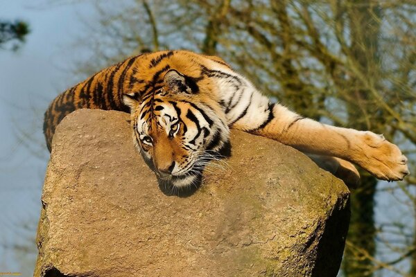 Wildlife photo with a lying tiger