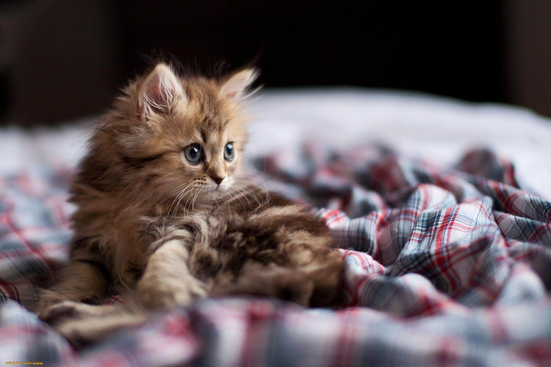 katzen katze säugetier wenig kätzchen niedlich porträt