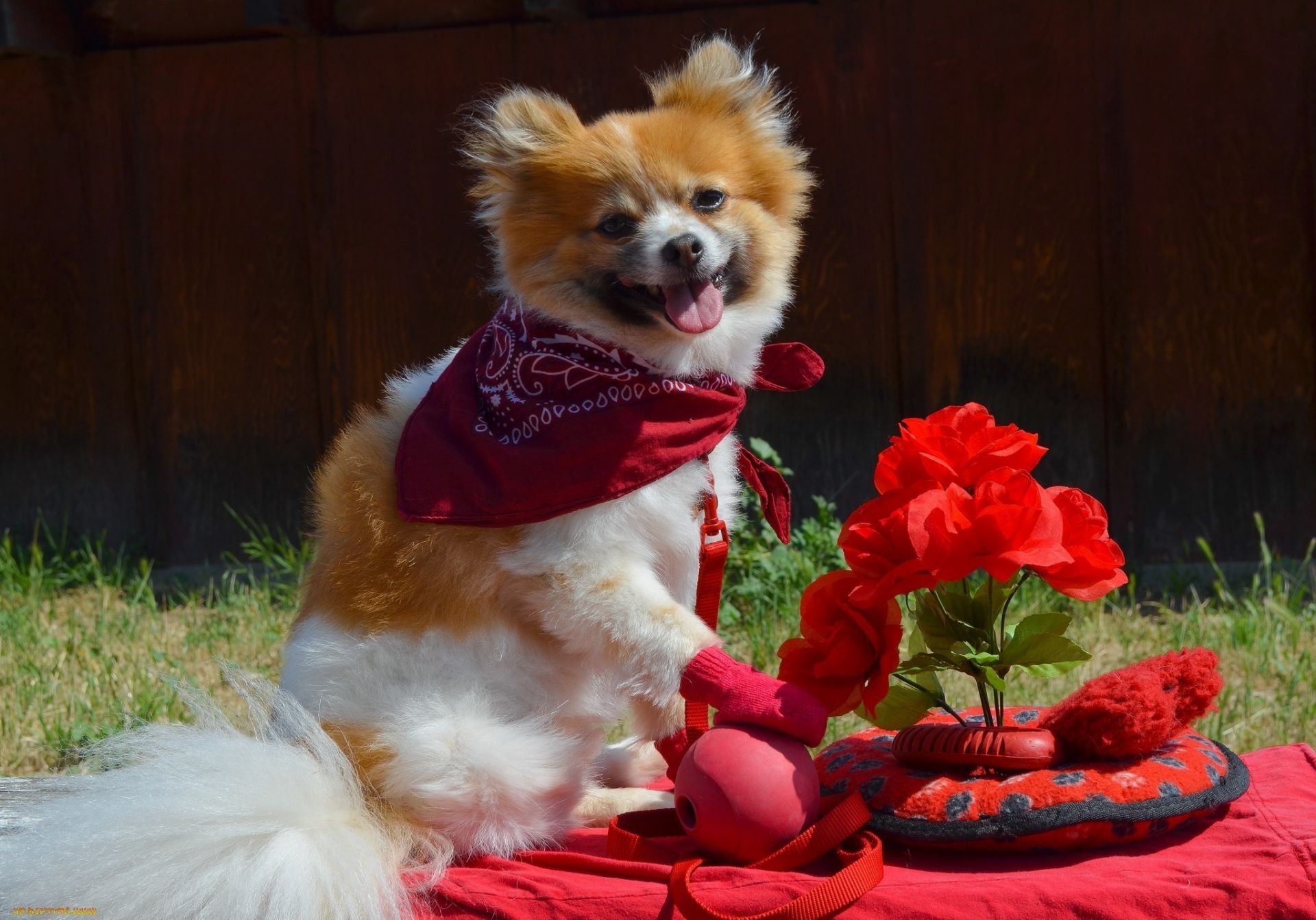 perros perro mamífero mascota piel perro lindo doméstico cachorro pequeño animal divertido