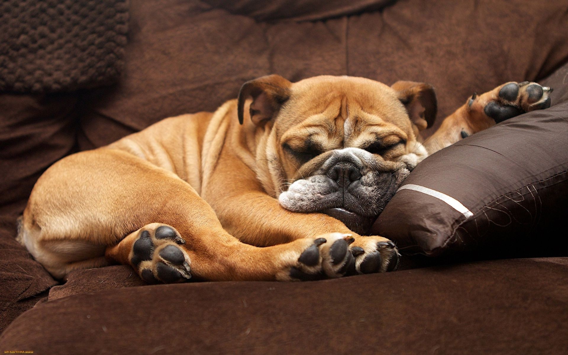 köpekler köpek memeli köpek eğitmeni portre evde beslenen hayvan bir köpek yavrusu boğa uyku