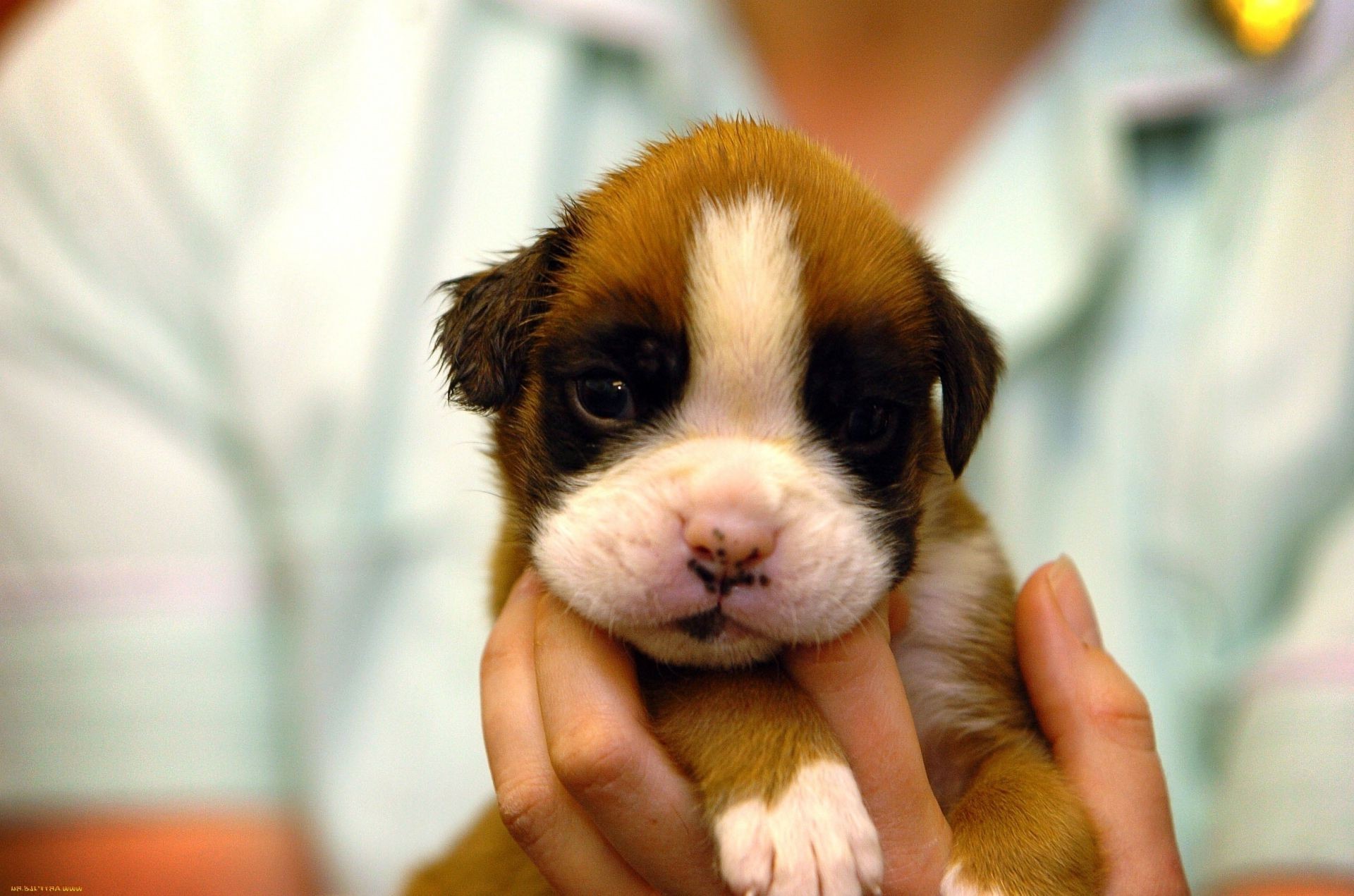 perros lindo pequeño mascota perro mamífero animal cachorro perro pequeño bebé joven doméstico sentarse adorable divertido retrato