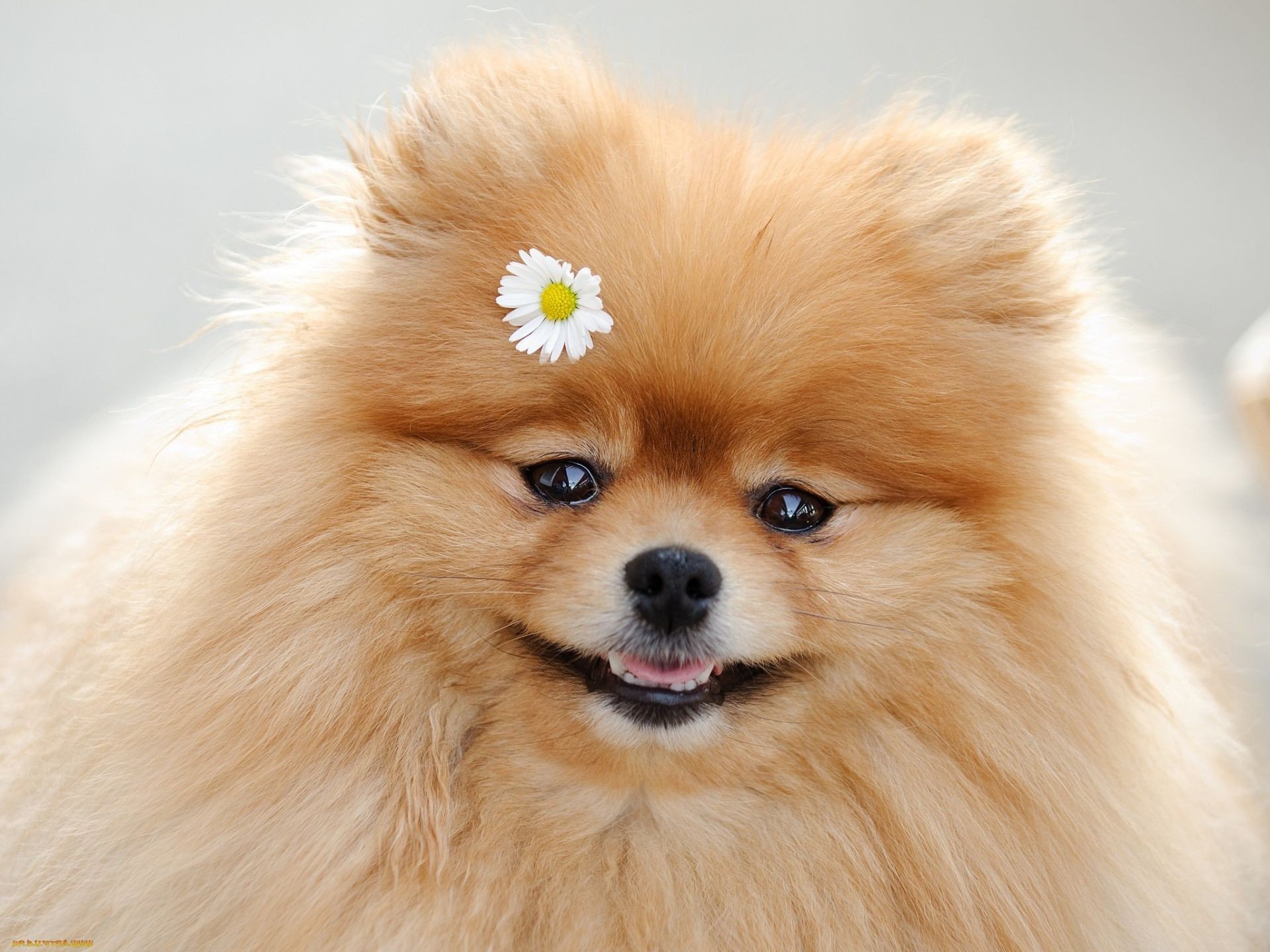 cães cão mamífero cinegrafista animal de estimação fofa animal para baixo filhote de cachorro pele spitz retrato pomeranian spitz pequeno doméstico raça puro-sangue fofo estúdio