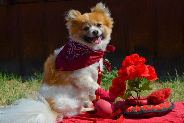 A dog on a picnic in a red scarf and mittens, with flowers