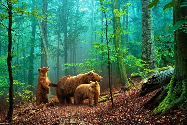 Una Osa y dos osos en el bosque