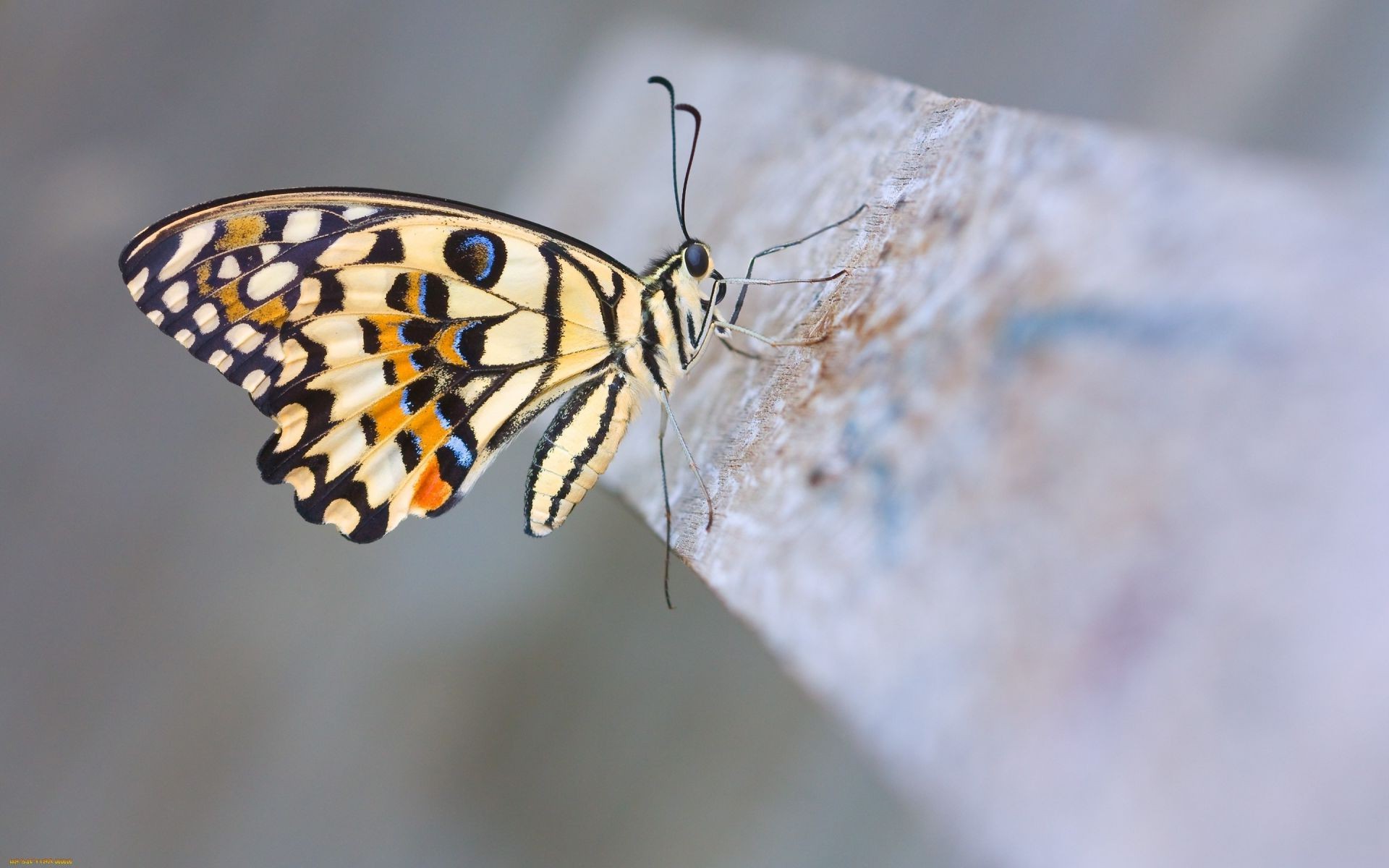 hayvanlar kelebek böcek doğa yaban hayatı omurgasızlar hayvan açık havada güve kanat biyoloji hava sinek lepidoptera narin yaz renk entomoloji hükümdar bulanıklık