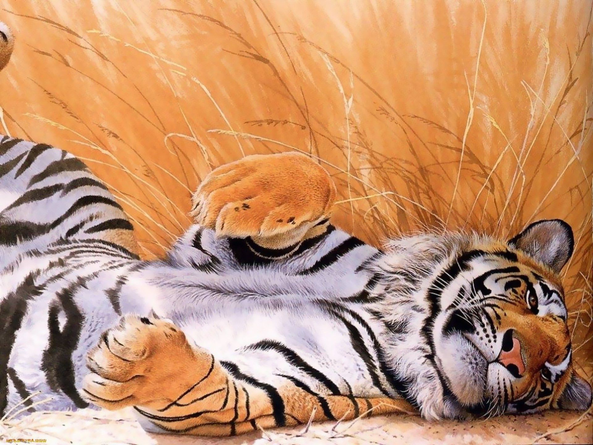 tigers cat mammal tiger wildlife animal stripe wild zoo nature portrait fur hunter predator safari head