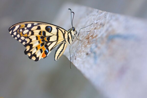 Papillon accroupi sur un bloc de béton