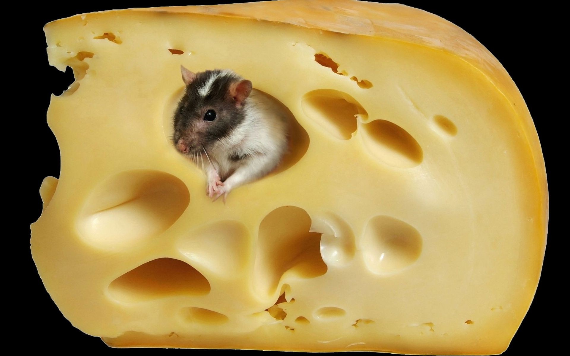 animals cheese food milk dairy one slice dairy product breakfast rodent delicious mouse meal refreshment