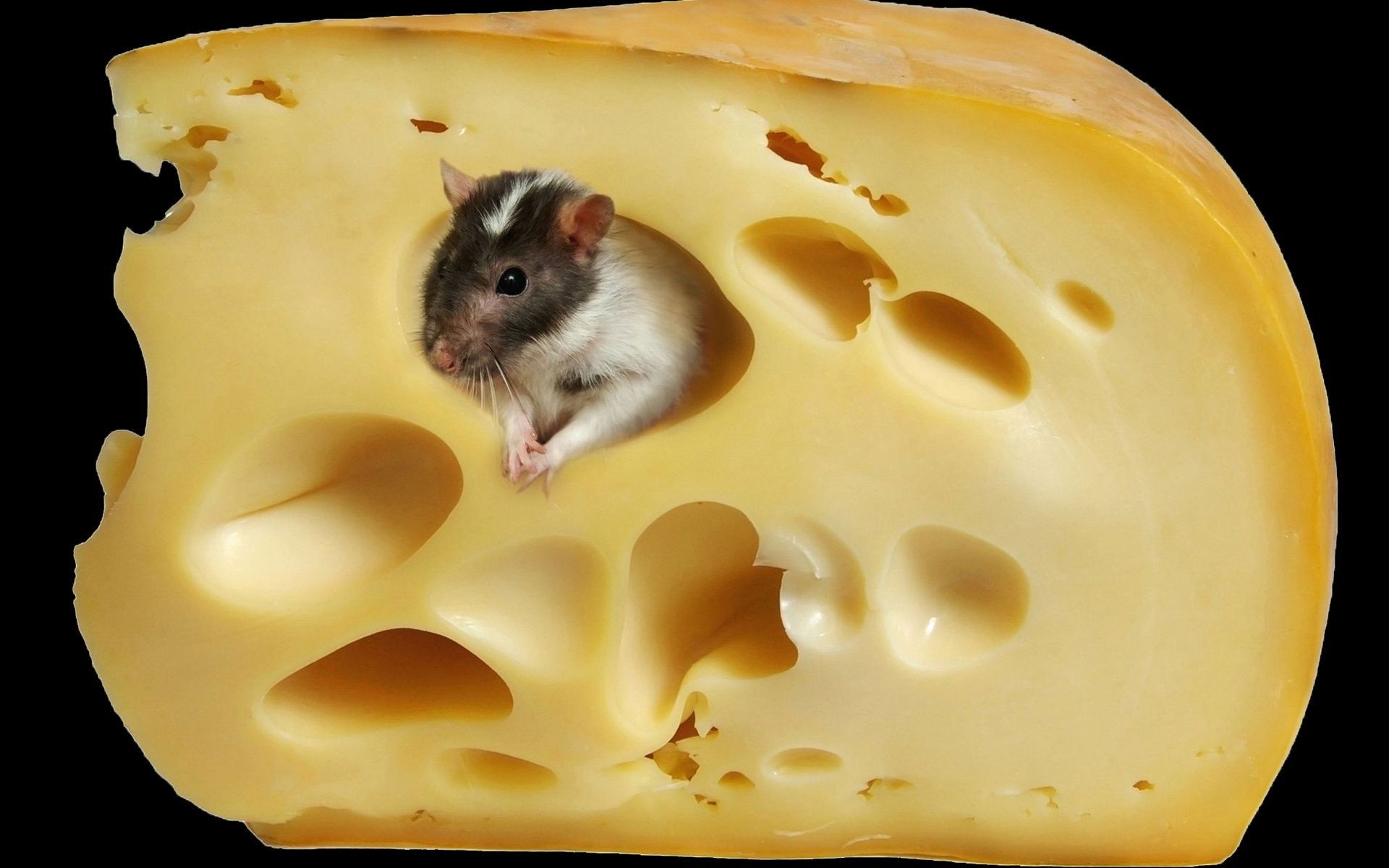 animaux fromage alimentaire lait laiterie unique tranche produits laitiers petit déjeuner rongeur délicieux souris alimentaire rafraîchissement