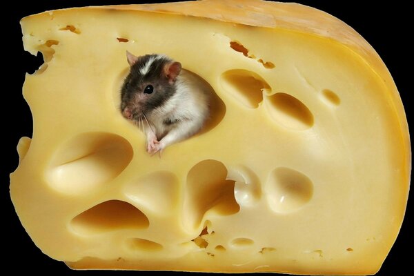 Süße Maus im Käse