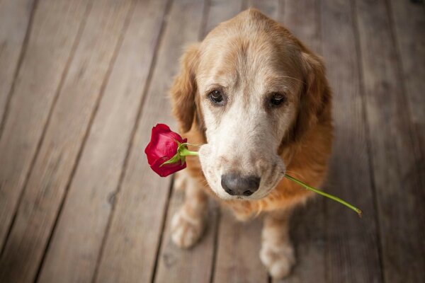 Perro rojo sostiene una rosa roja en sus dientes