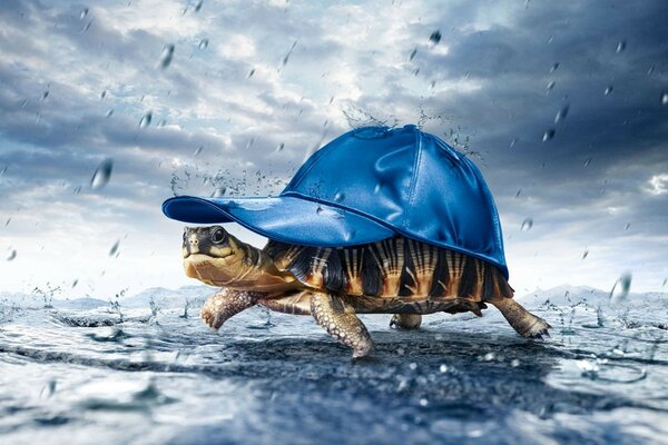 A turtle covered with a blue rain cap