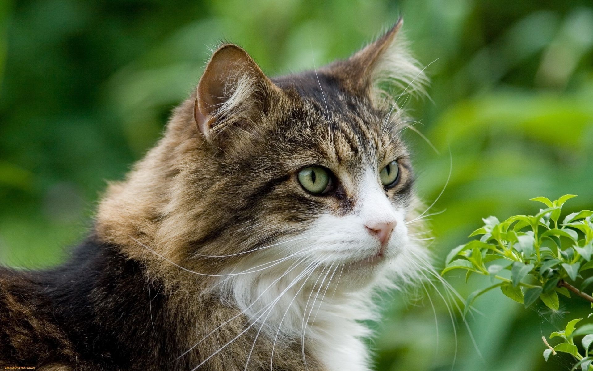 природа кот морда nature cat muzzle скачать
