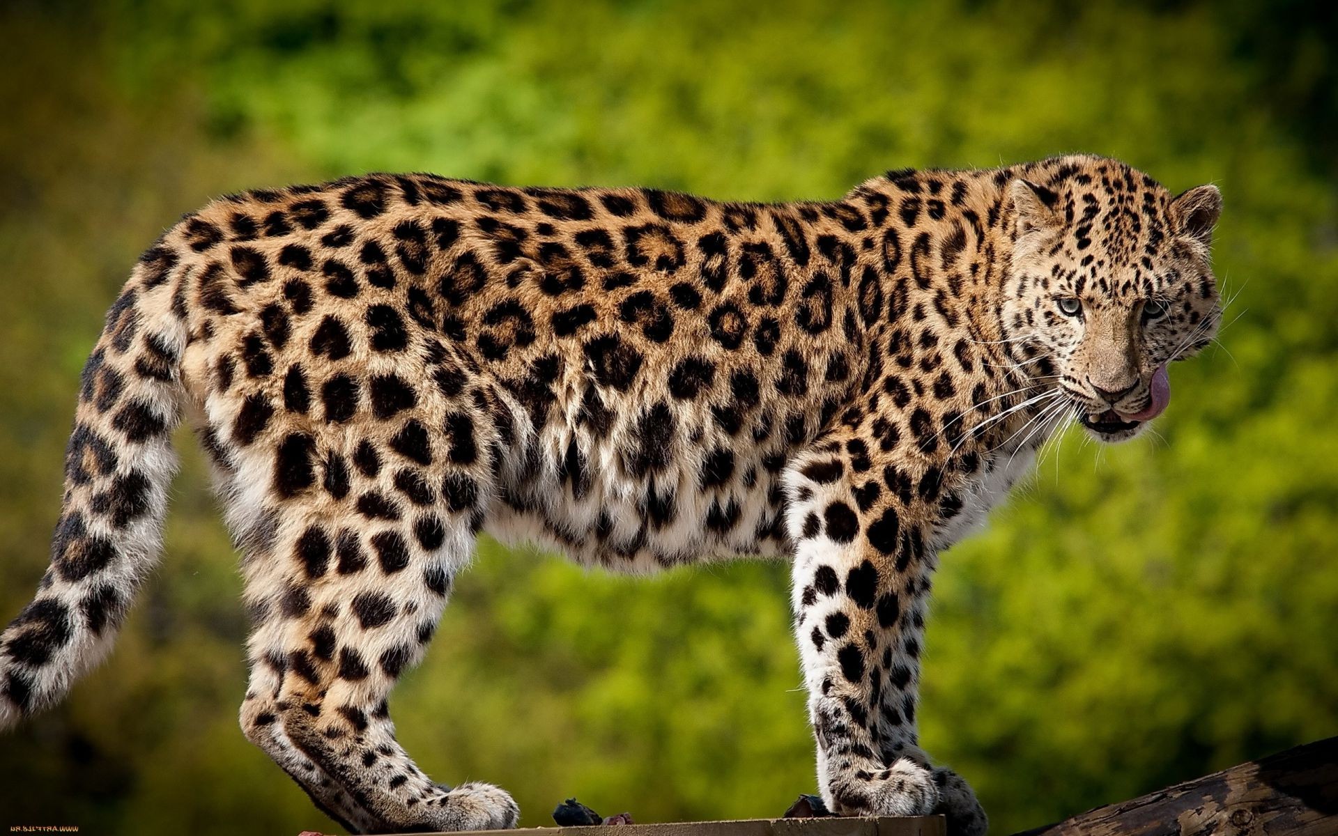 léopards faune mammifère chat léopard prédateur sauvage zoo animal nature safari chasseur mangeur de viande grand guépard fourrure jungle chasse danger portrait