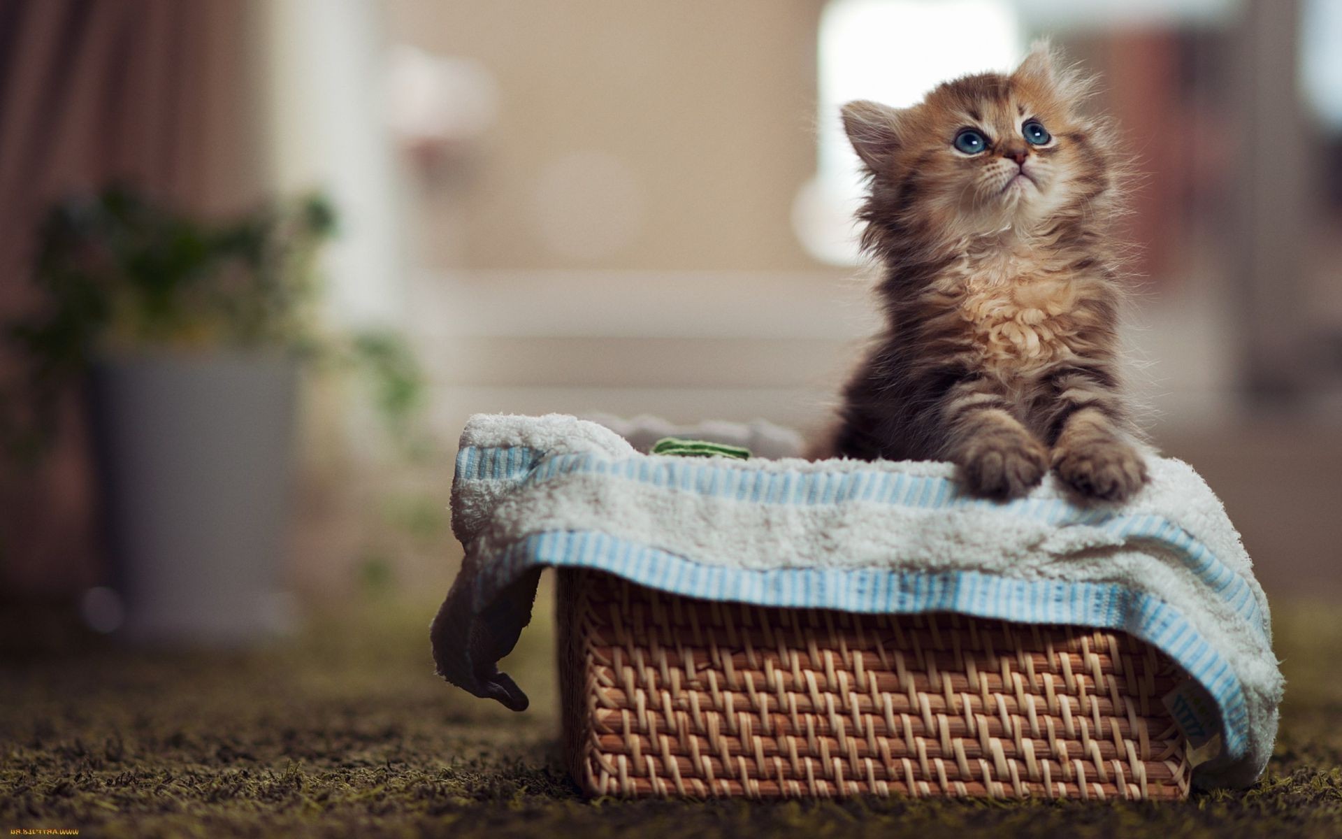 kediler kedi memeli evde beslenen hayvan sevimli yerli yavru kedi hayvan bir