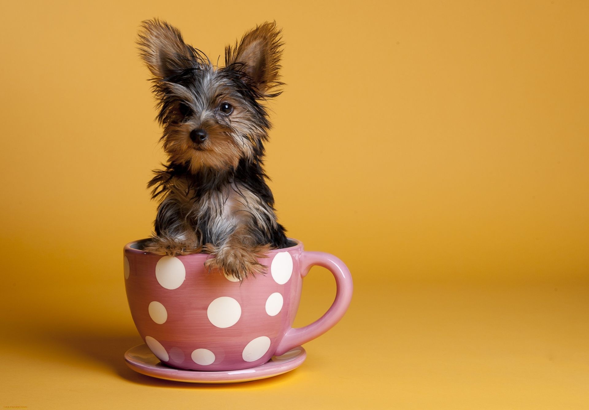 cães cão terrier animal de estimação fofa mamífero cinegrafista filhote de cachorro animal miniatura sentar retrato estúdio doméstico engraçado pouco