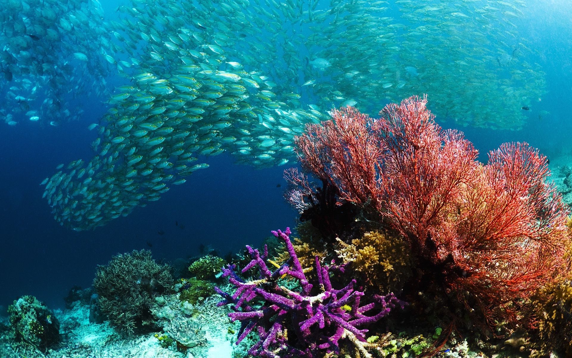 animals underwater coral reef fish ocean sea tropical water diving seascape ecosystem scuba snorkeling marine submarine saltwater nature invertebrate aquatic