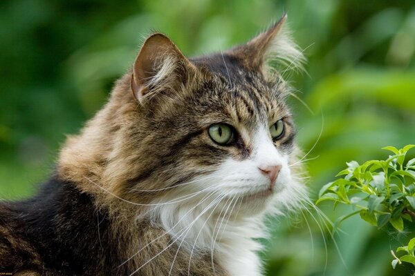 Portrait de chat sur fond de nature