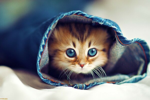 Retrato de ojos, pequeño gatito lindo