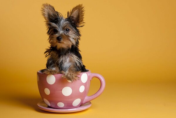 Kleiner Hund sitzt im Becher