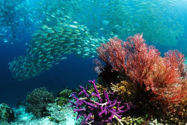 Dance of tropical fish at the coral reef