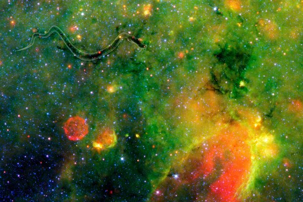 A snake on the galactic plane