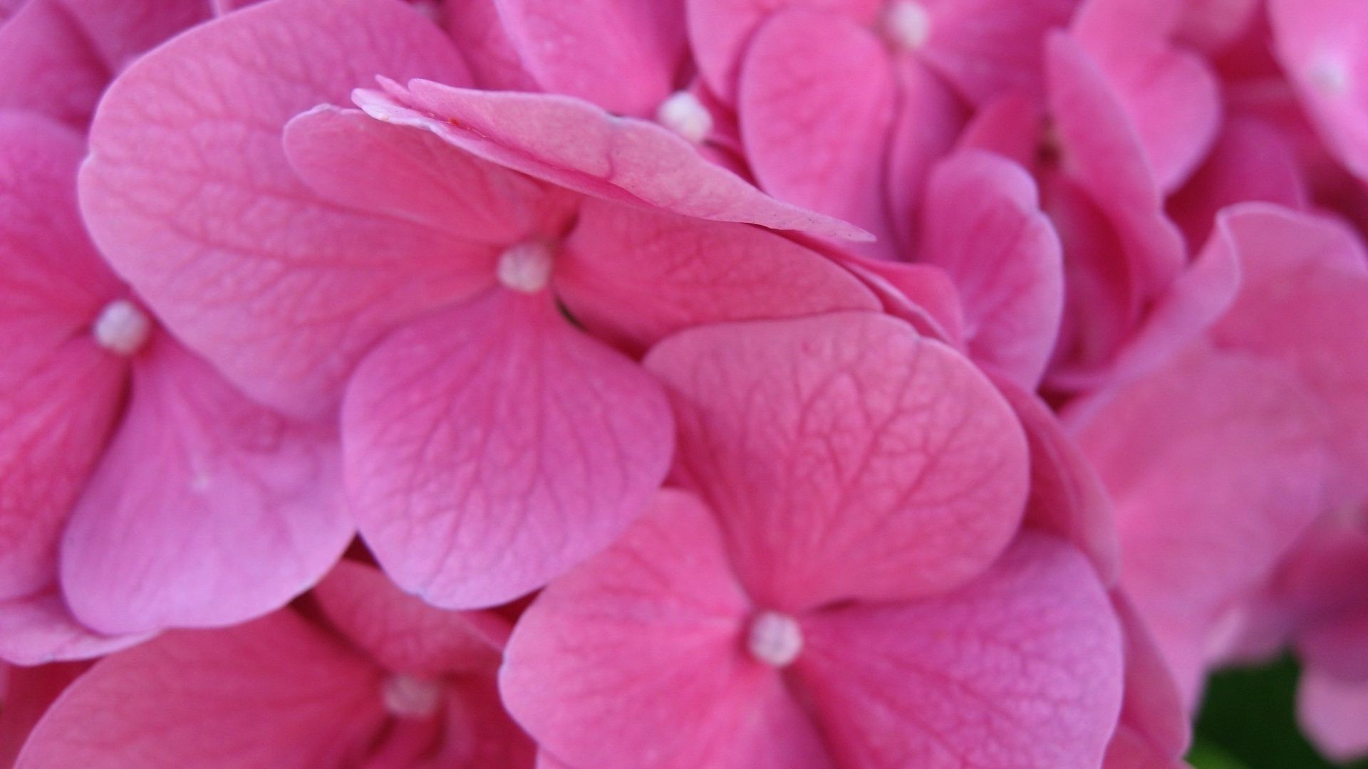 closeup nature flower flora garden blooming color bright floral petal leaf summer close-up beautiful botanical delicate