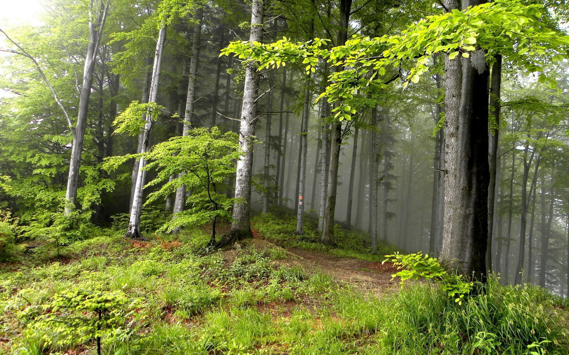 las drewno natura liść drzewo krajobraz na zewnątrz park bujny przewodnik sceniczny jesień lato flora środowisko dobra pogoda wieś piesze wycieczki szlak