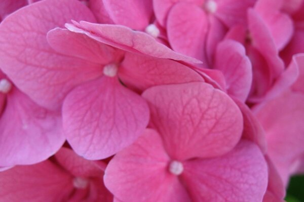 Purple flowers with delicate petals