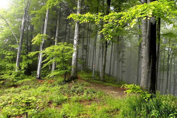 Summer trees forest landscape nature