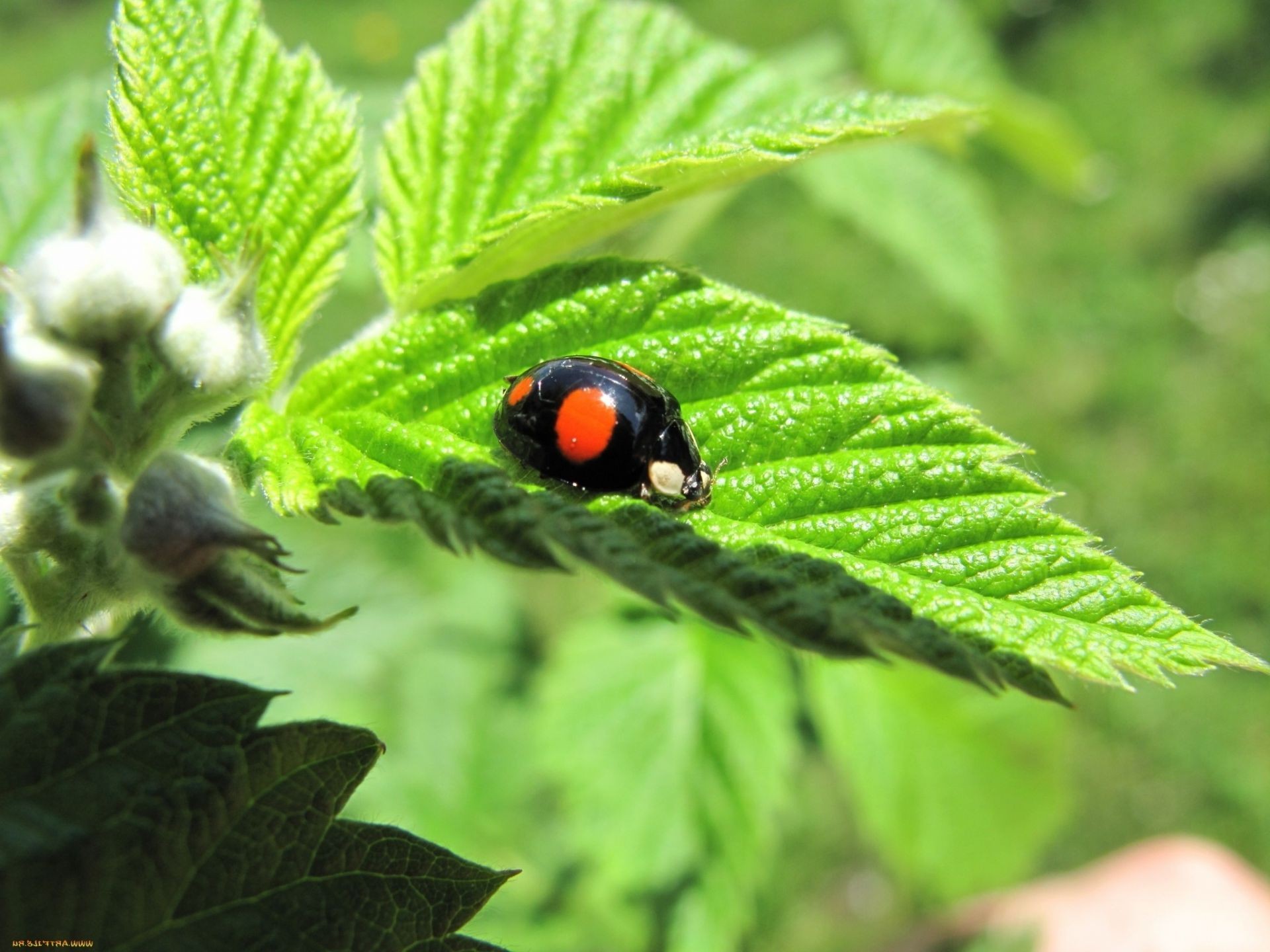 animals leaf nature flora summer garden insect outdoors close-up environment little growth wild wildlife biology food grass