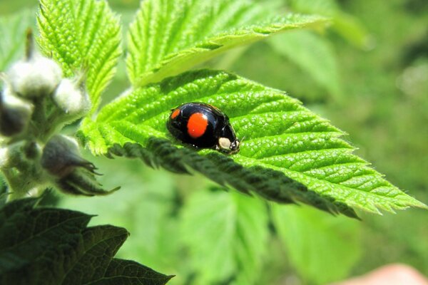 Ladybug crawling on a green leaf