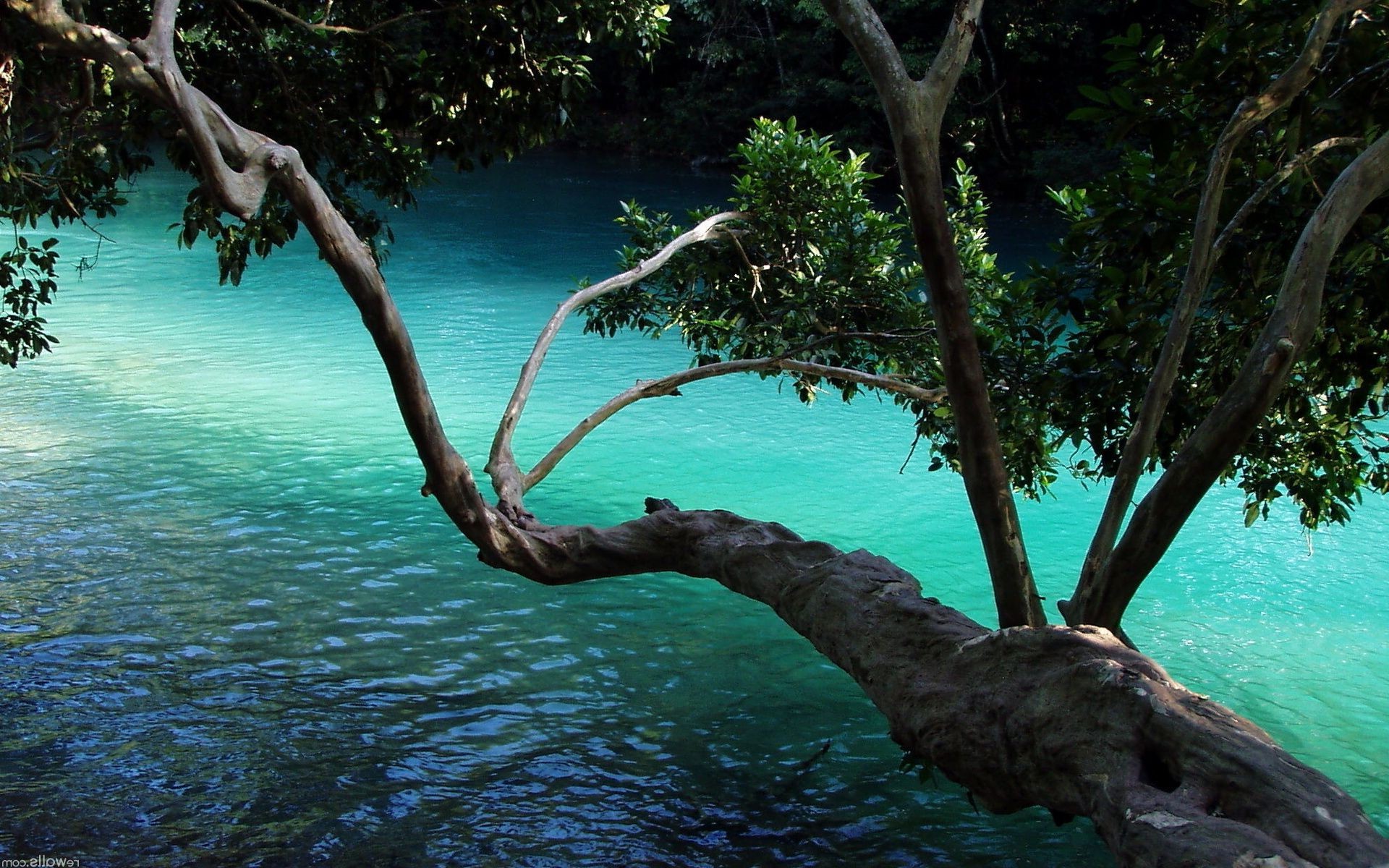 landschaft wasser baum tropisch reisen natur sommer im freien holz ozean exotisch insel landschaft türkis meer urlaub