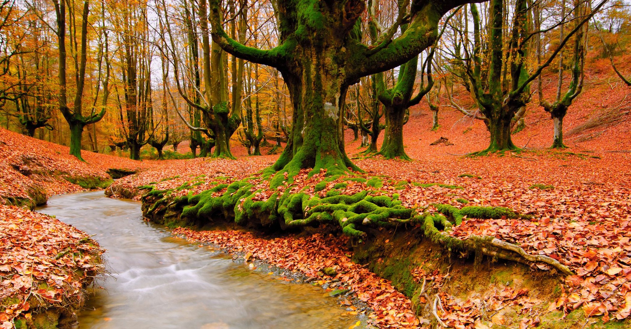 rivers ponds and streams fall tree wood nature leaf park landscape season outdoors environment scenic dawn fair weather beech scenery