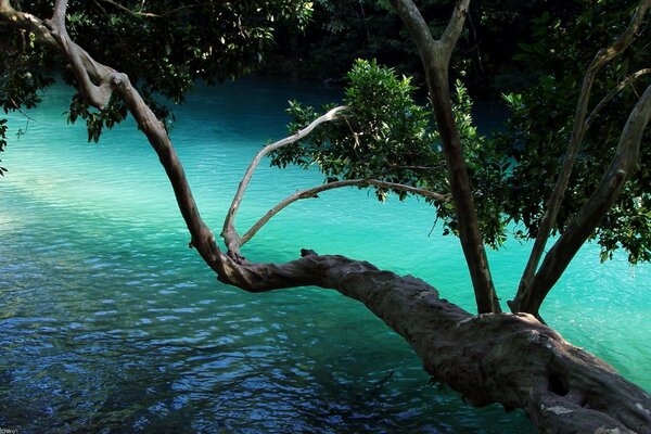 Tropical landscape of water and wood