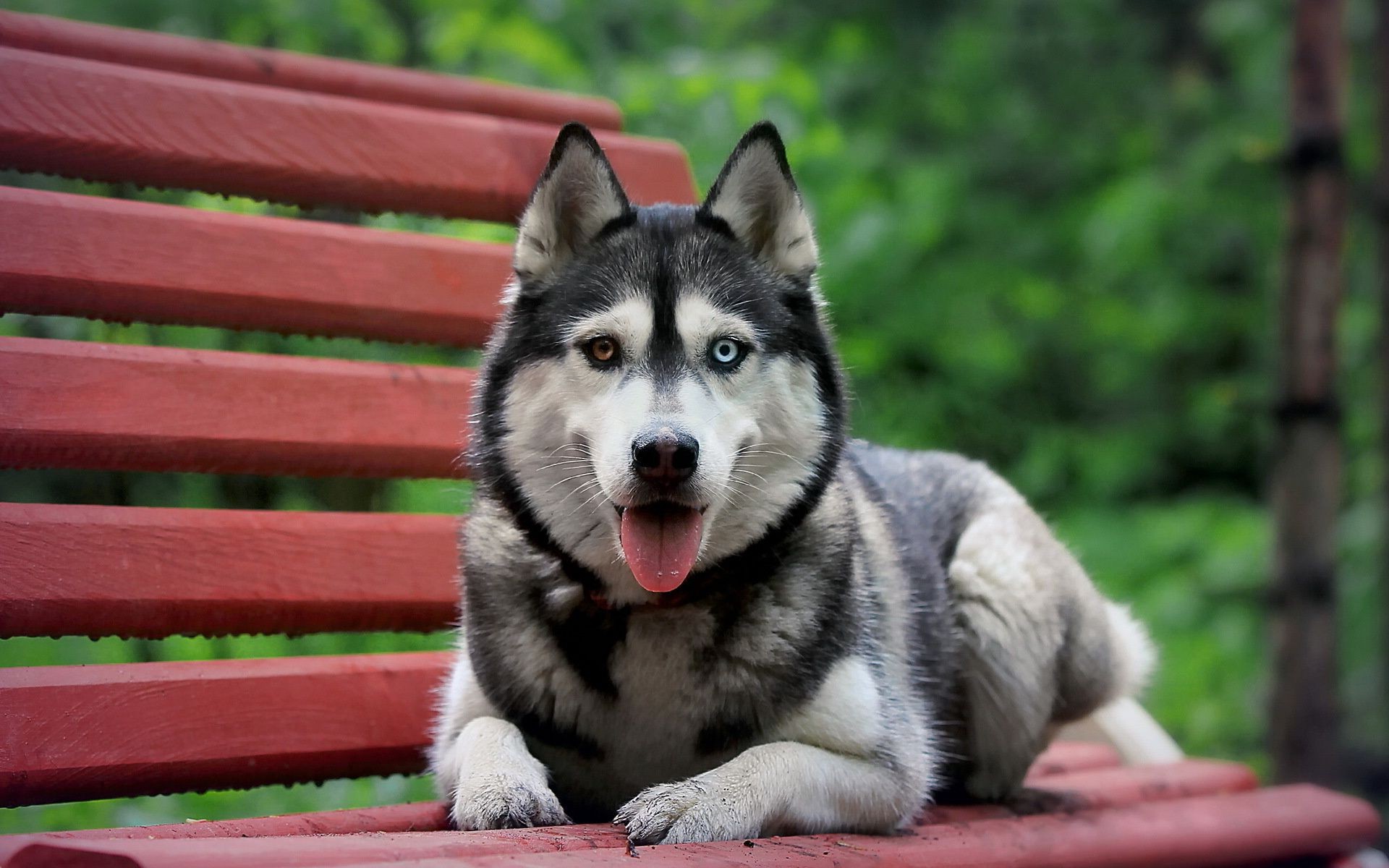 dogs dog mammal animal nature pet canine cute domestic portrait grass