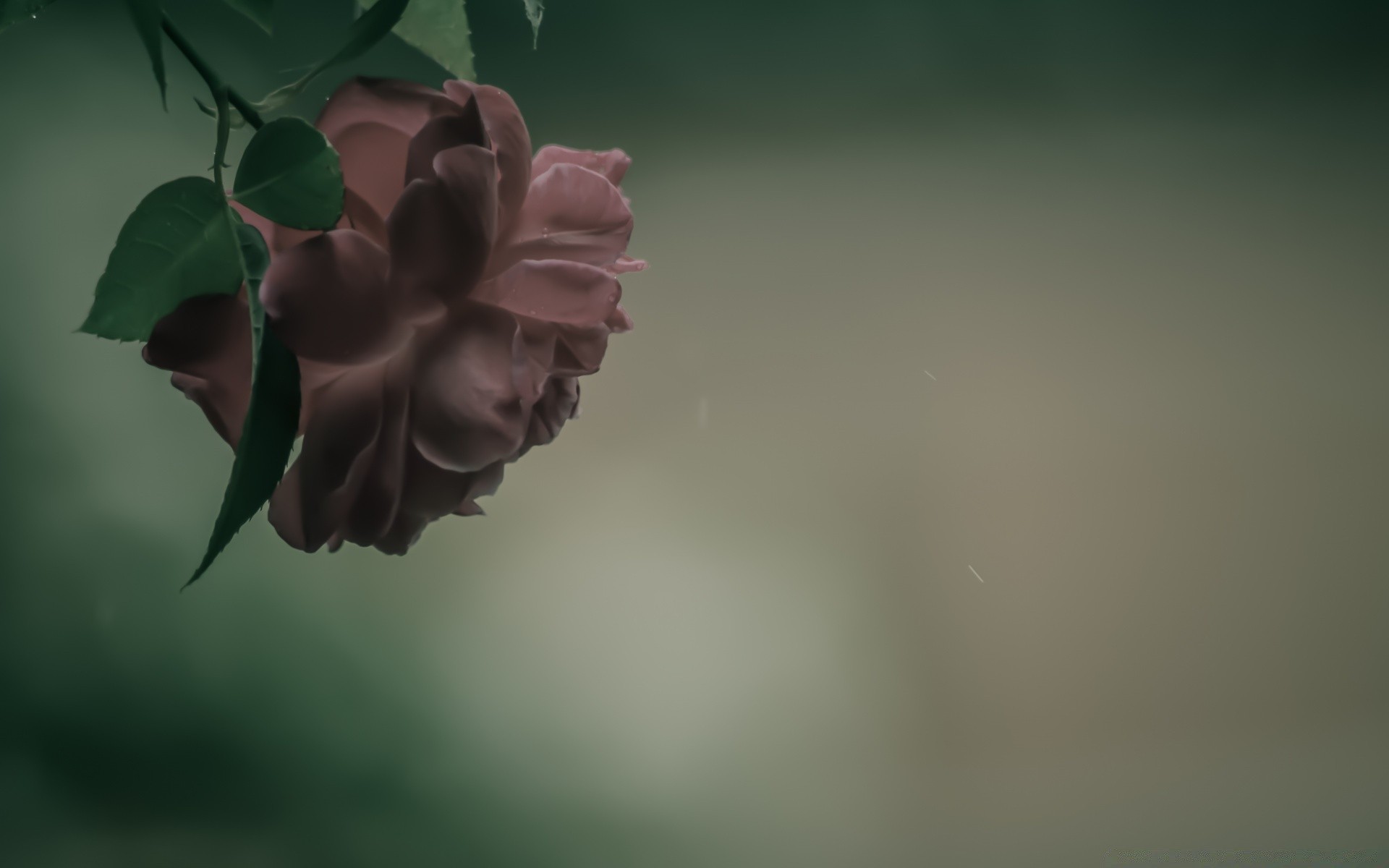 vintage kwiat światło natura streszczenie liść rozmycie róża flora kolor pulpit deszcz sztuka