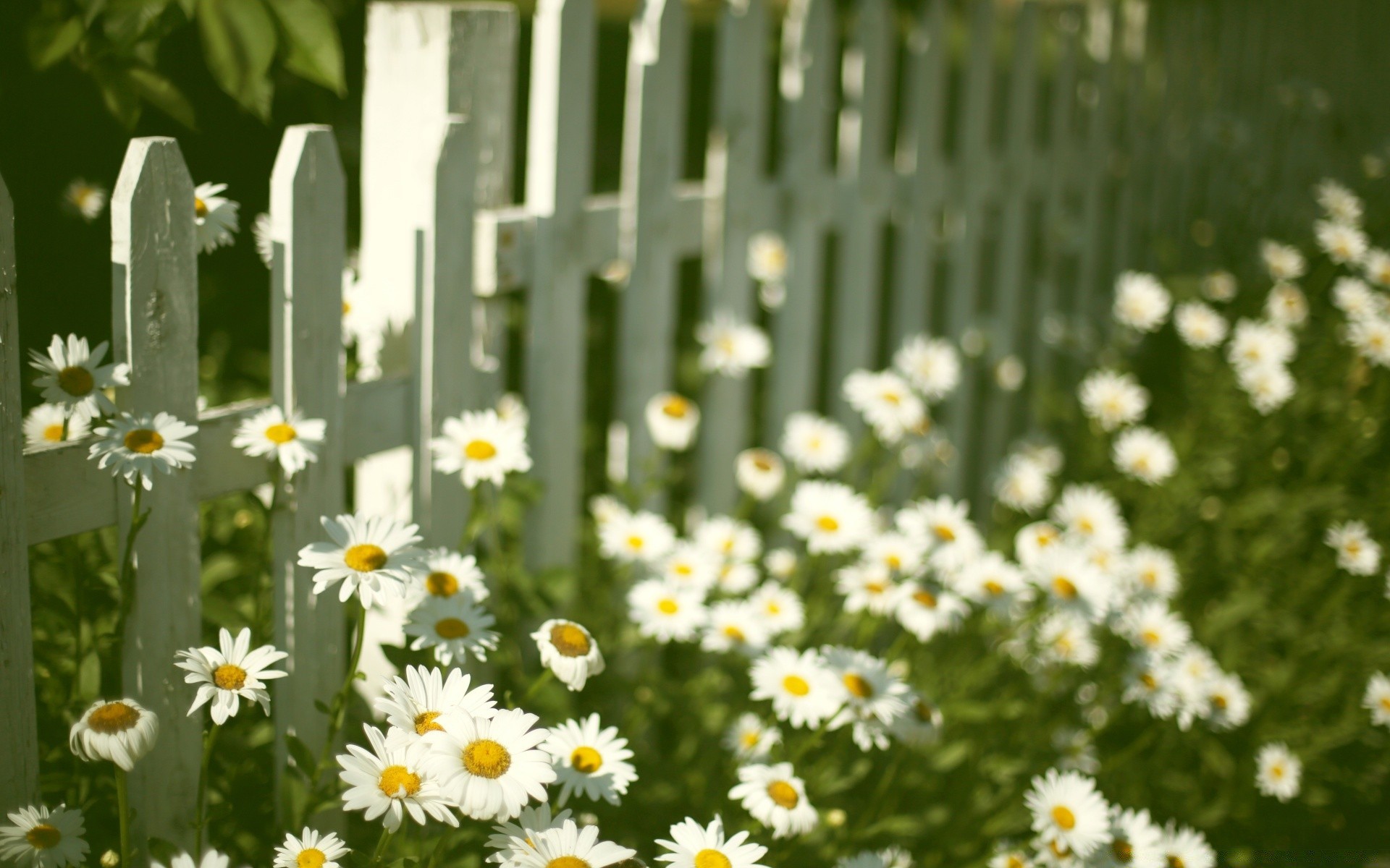 vintage çiçek doğa flora yaz bahçe alan yaprak büyüme çimen papatyalar parlak güzel hava açık havada sezon saman çiçek açan çiçek güneş kırsal