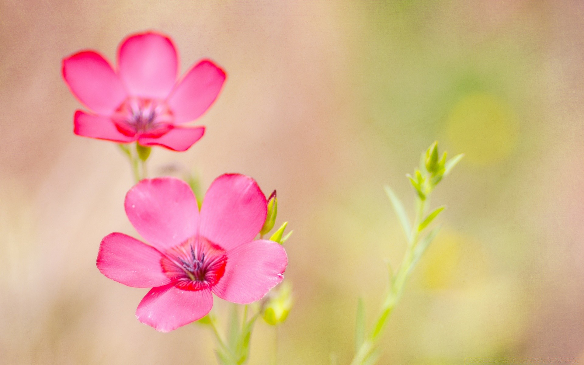 jahrgang natur blume flora sommer blatt blütenblatt garten hell wachstum blumen