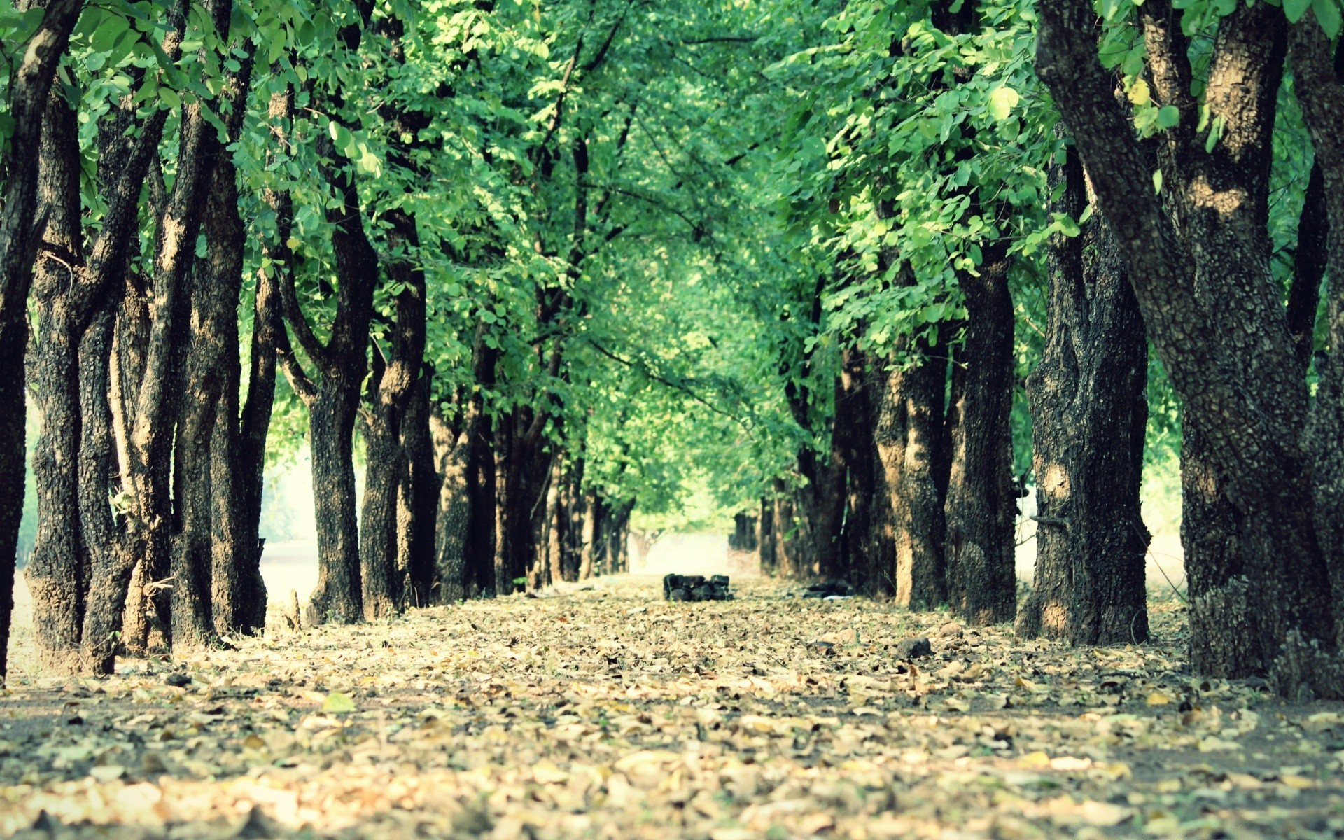 vintage bois arbre nature paysage feuille parc flore à l extérieur été environnement saison guide beau temps herbe branche tronc rural automne croissance